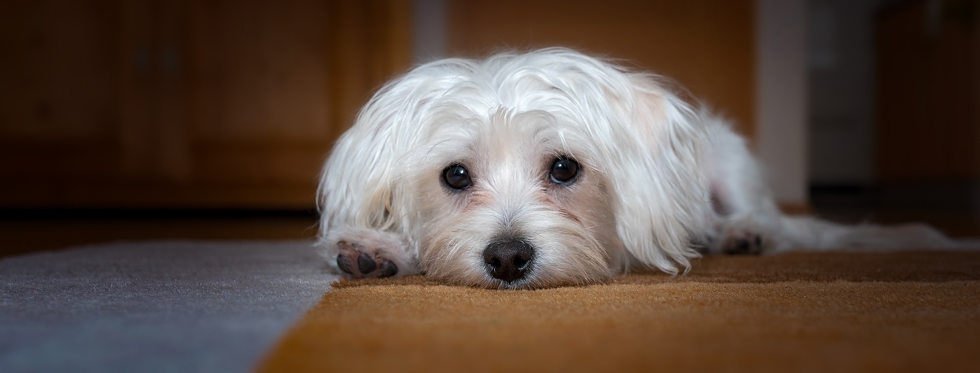 Small White Dog Image by Petra from Pixabay