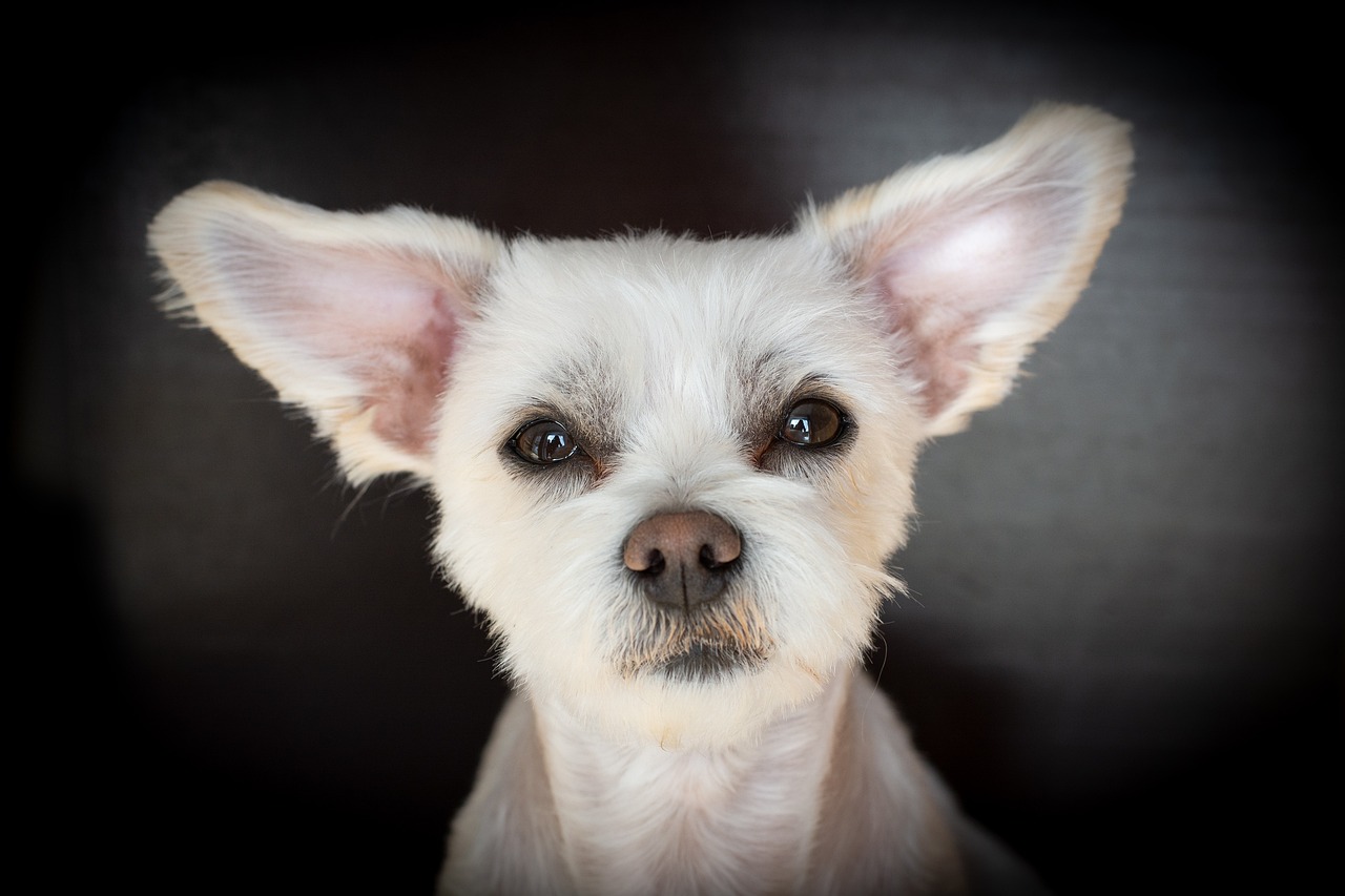 Small dog photo by Petra from Pixabay