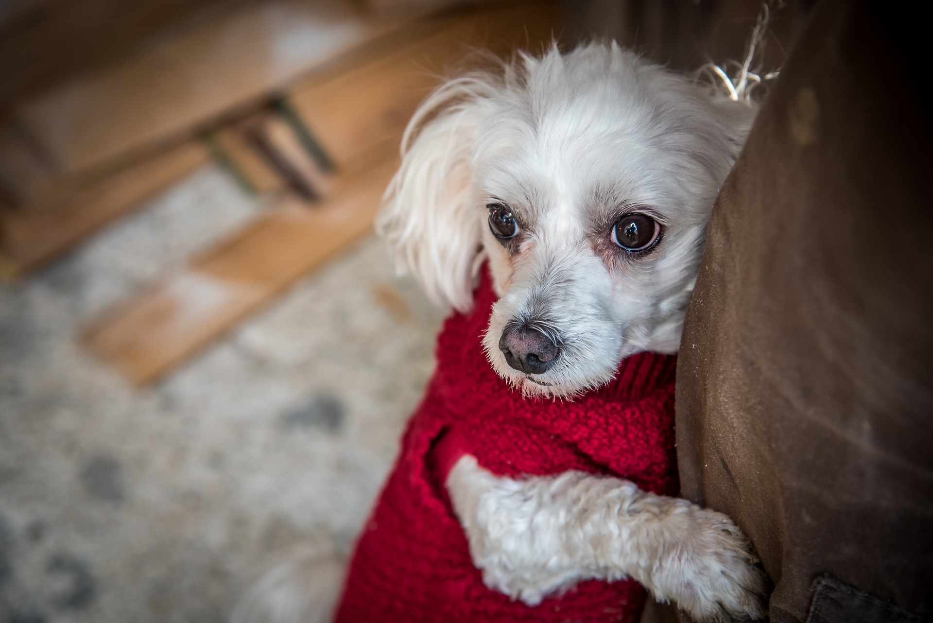 Small White Dog Image by Franz Bachinger from Pixabay