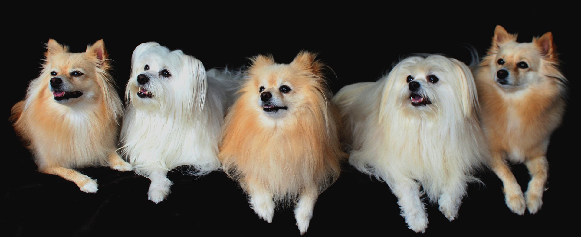 Dogs Image by Ulrike Mai from Pixabay